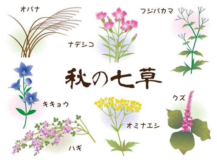 秋の七草 イラスト