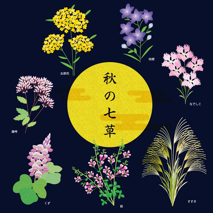 秋の七草 イラスト