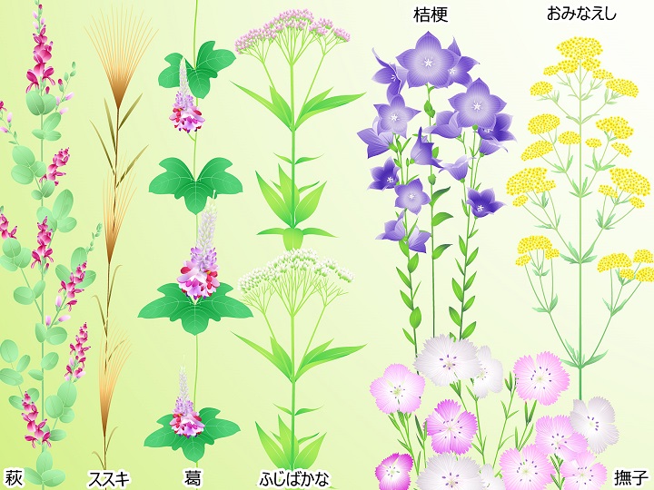 秋の七草 イラスト