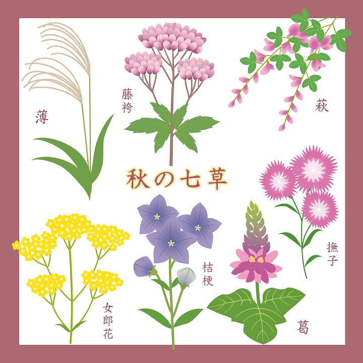 秋の七草 イラスト