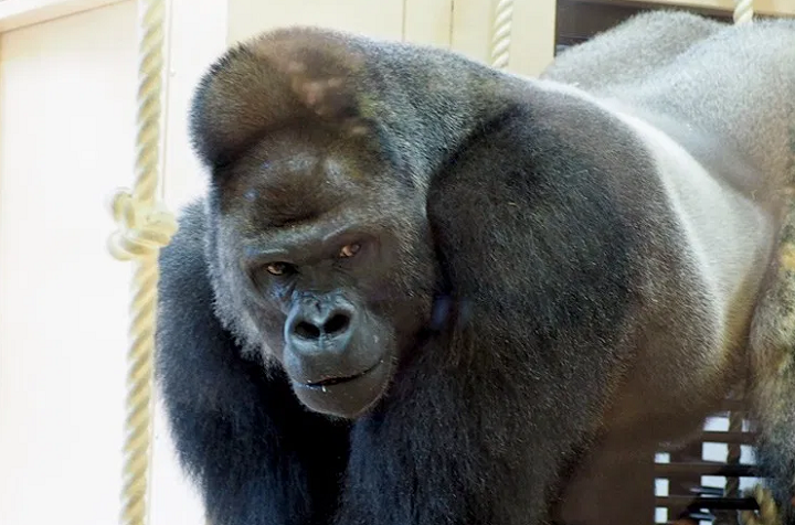 シャバーニ 年齢