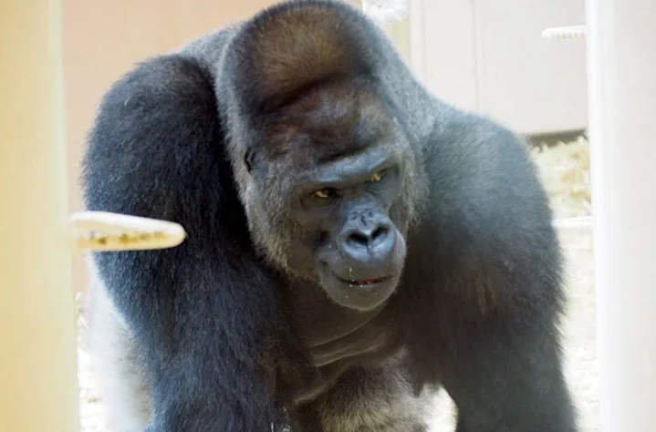 シャバーニ 年齢