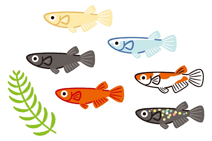 メダカ 水槽 レイアウト 簡単