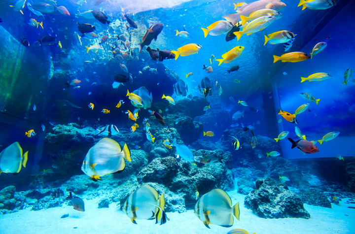 美ら海水族館 割引 ローソン 当日