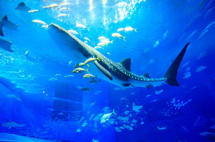 美ら海水族館 割引 ローソン 当日