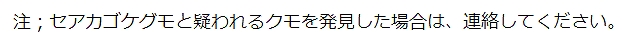 セアカゴケグモ 何科