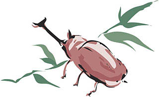 カブトムシ 寿命