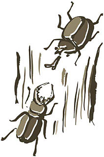 カブトムシ 寿命