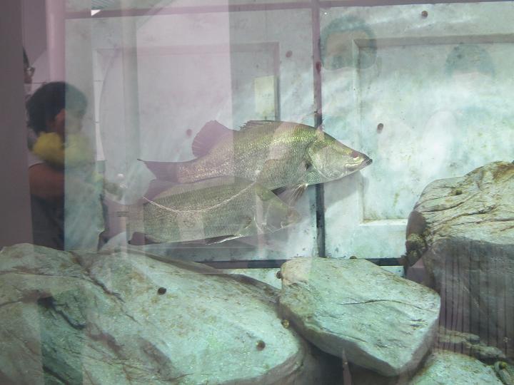 四国水族館 オープン