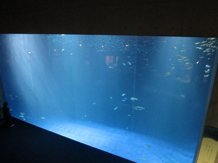 四国水族館 オープン