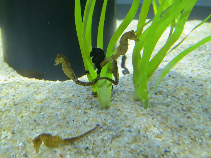 四国水族館 オープン