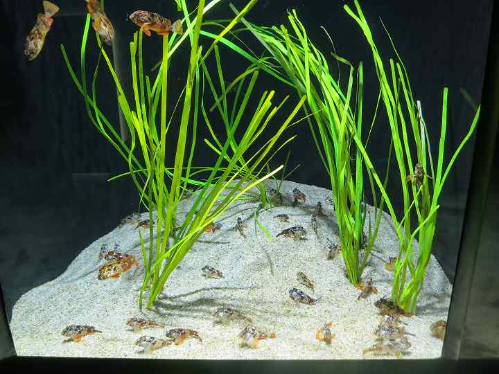 四国水族館 オープン