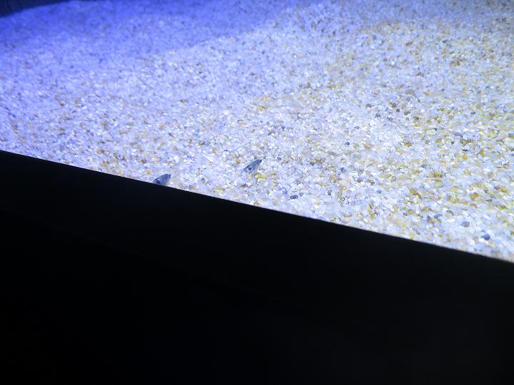 四国水族館 オープン