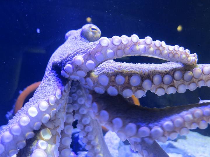 四国水族館 オープン