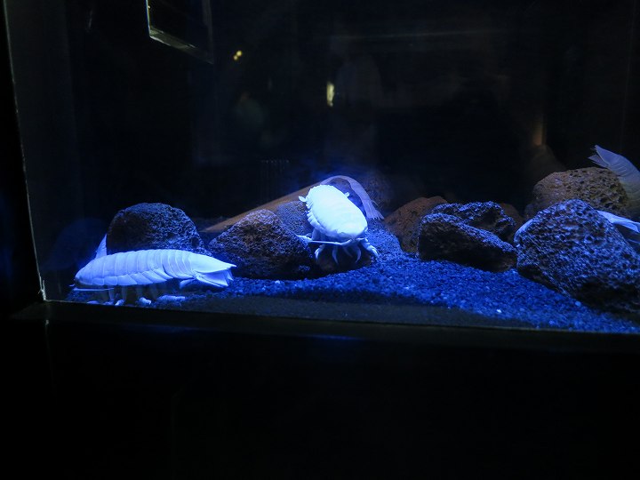 四国水族館 オープン