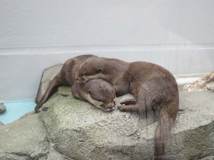 四国水族館 オープン