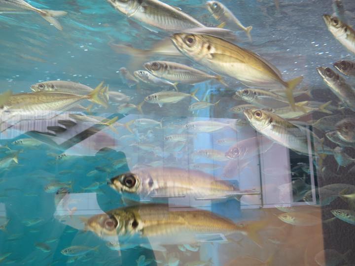 四国水族館 オープン