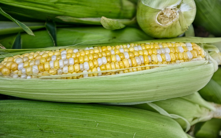 とうもろこし 保存法 冷凍