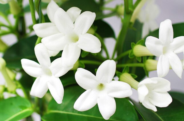 ジャスミン 漢字で