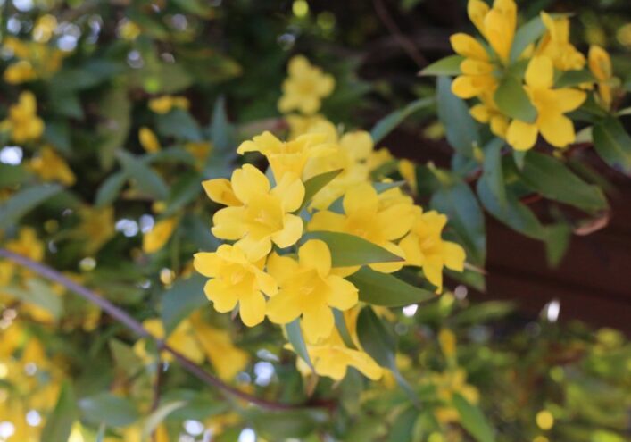 ジャスミン 漢字で