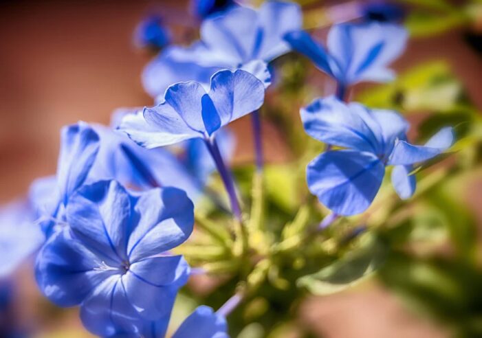 ジャスミン 漢字で