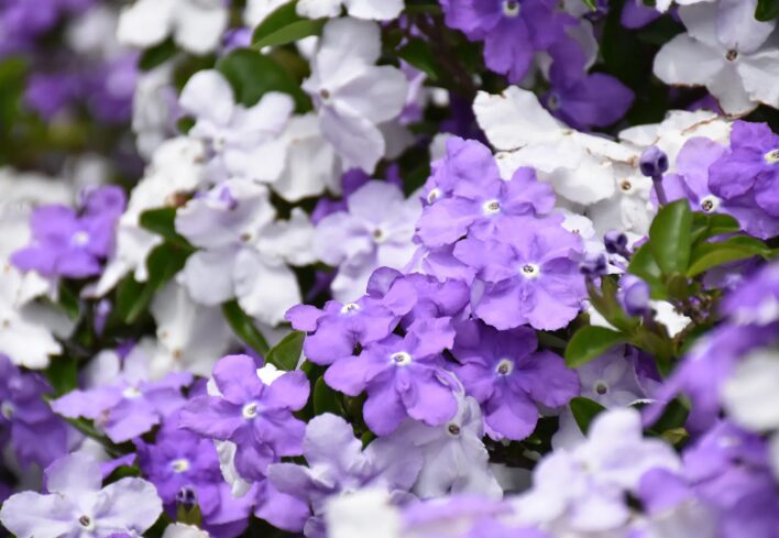 ジャスミン 漢字で