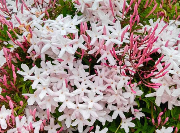 ジャスミン 漢字で