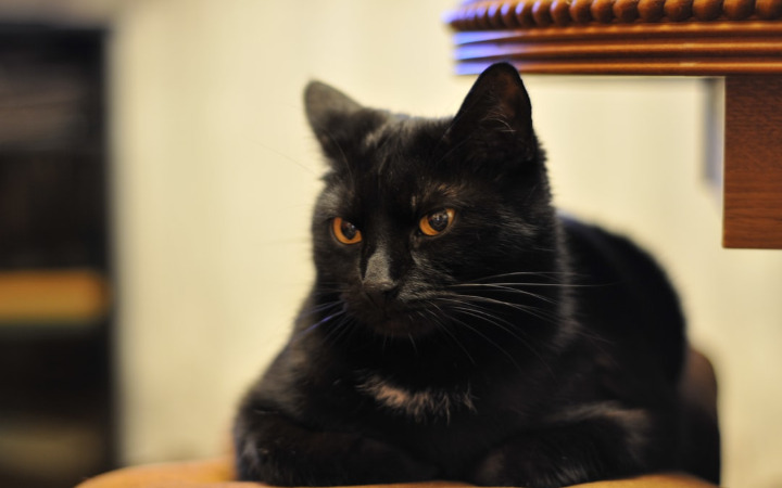 クロネコヤマト 集荷依頼 電話番号