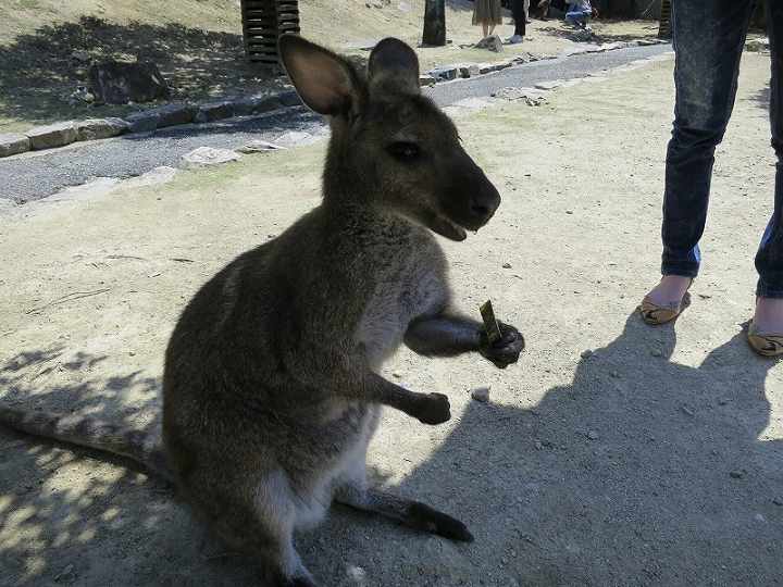 姫路旅行 姫路セントラルパーク