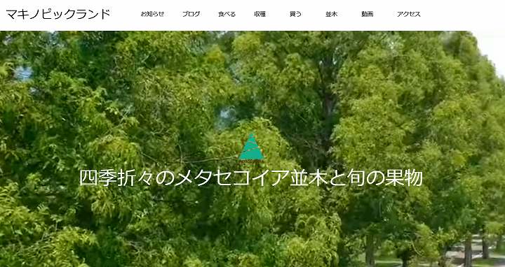 メタセコイア並木 滋賀県 アクセス