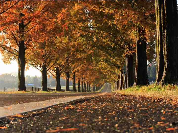 メタセコイア並木 滋賀県 アクセス